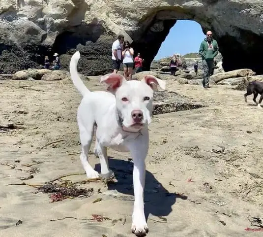 Santa Cruz Dog Beach