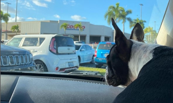 Is Costco Dog-Friendly