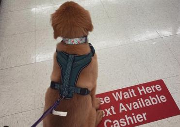 can dogs go in hobby lobby