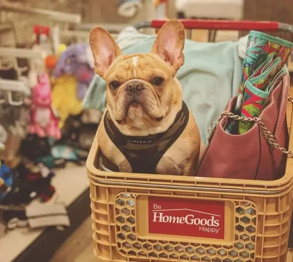 are dogs allowed in home goods store