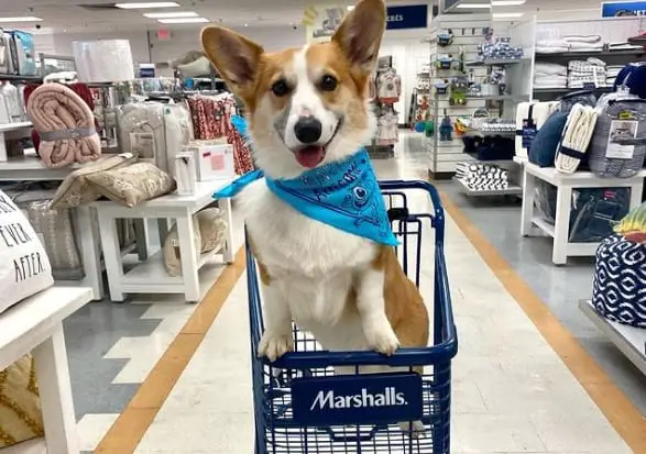 Is Marshalls Pet Friendly