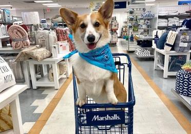 are dogs allowed at marshalls