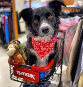 Does TJ Maxx Allow Dogs? TJ Maxx Pet Policy 2023