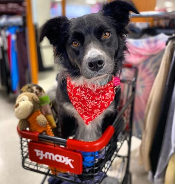 Is TJ Maxx Dog Friendly