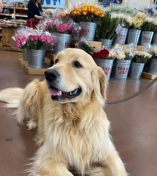 Does Trader Joe’s Allow Dogs Inside