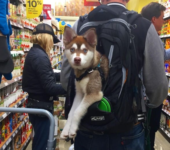 Is Whole Foods Dog-Friendly