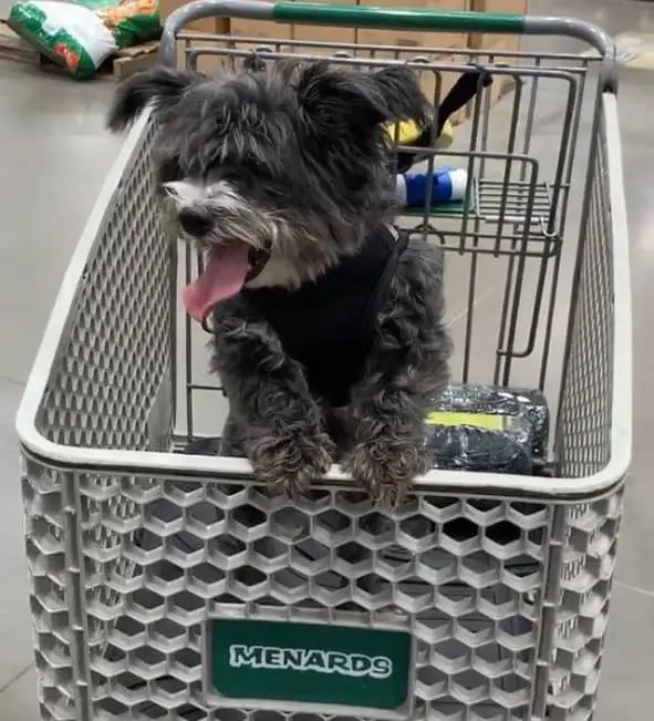 Does Menards Allow Dogs? Menards Pet Policy 2025