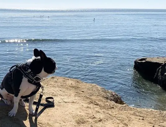 Pet Friendly Beach in Santa Cruz