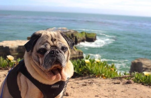 Santa Cruz Dog Beach