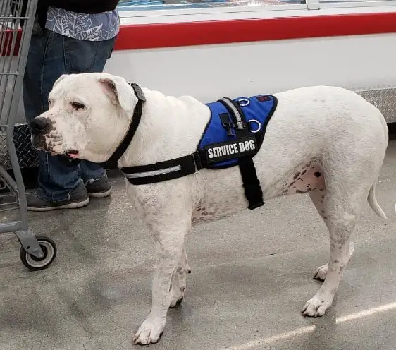 Service Dogs Allowed in Costco