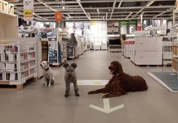 Service Dogs Allowed in IKEA