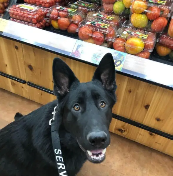 Service Dogs Are Allowed In Trader Joe’s