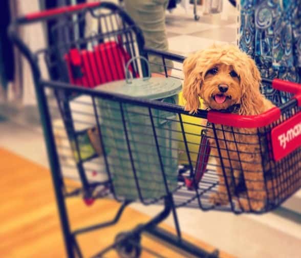 TJ Maxx allows pets