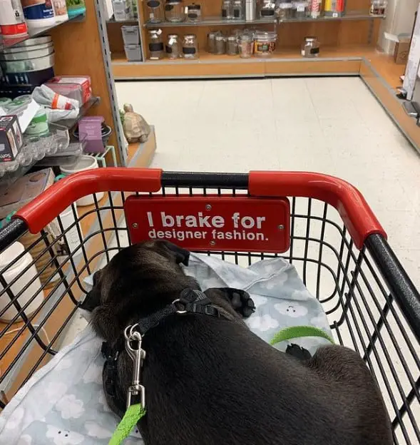 TJ Maxx allows pets