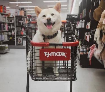 Does Tj Maxx Allow Dogs