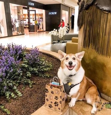 are dogs allowed inside this mall