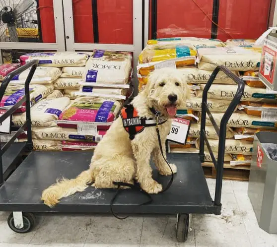 tractor supply dogs welcome