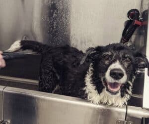 Tractor Supply Dog Wash Station. All You Need To Know