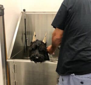 Tractor Supply Dog Wash Station. All You Need To Know