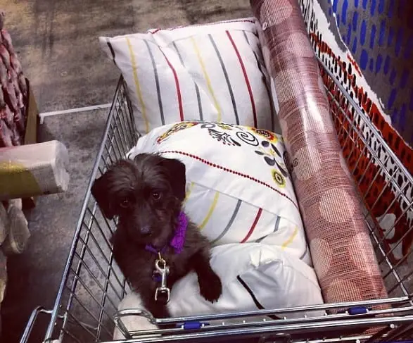 Will IKEA Ever Go Pet Friendly