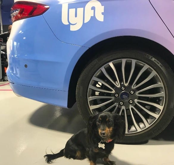 can you take your dog in a lyft