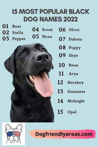 Designer Dog Names – 215+ Incredible Ideas - My Dog's Name