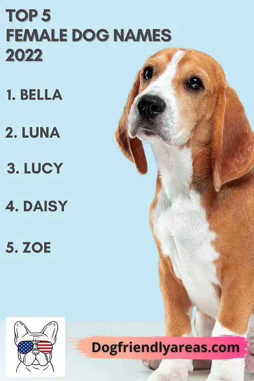 unique female dog names