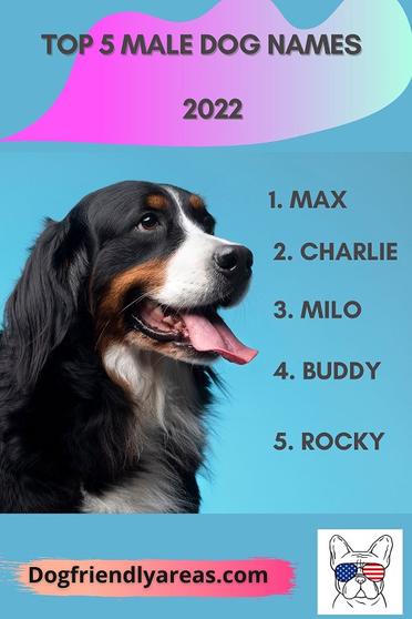 ⚡️Unique dog names pt 2⚡️, Dog Names