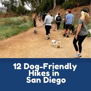 12 Dog-Friendly Hikes in San Diego