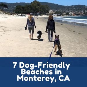 7 Dog-Friendly Beaches Monterey, CA (1)