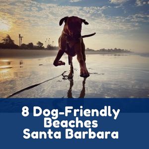 Dog-Friendly Beaches Santa Barbara