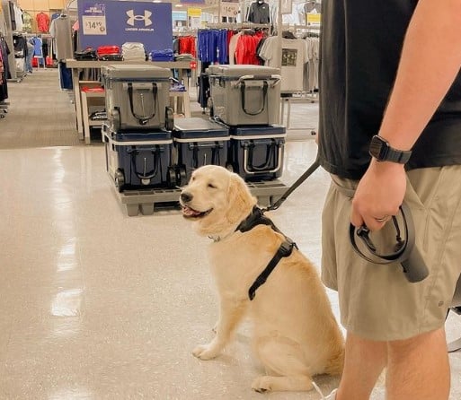 Are All Service Animals Allowed In Academy Sports 