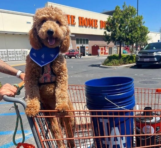 Are All Service Animals Allowed In Home Depot
