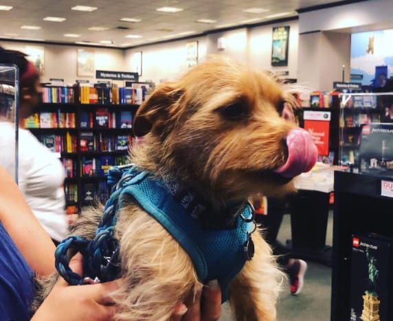 Are Dogs Allowed In Barnes & Noble