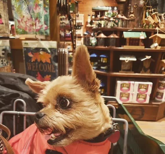 Are Dogs Allowed In Bass Pro Shops
