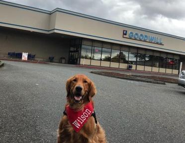 are dogs allowed in goodwill stores