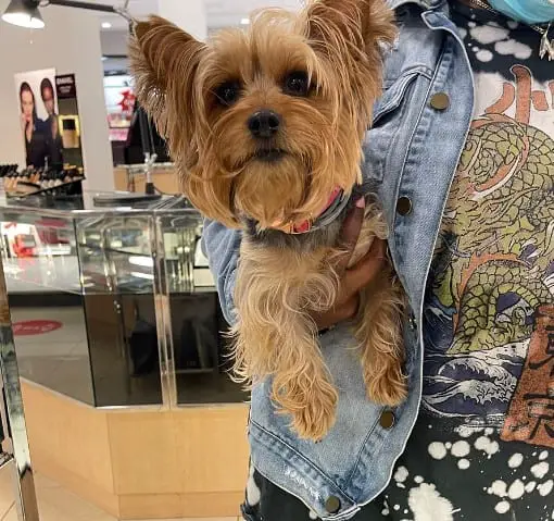 Are Dogs Allowed In Macy’s