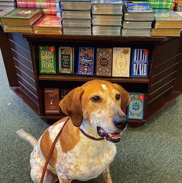 does barnes noble allow dogs