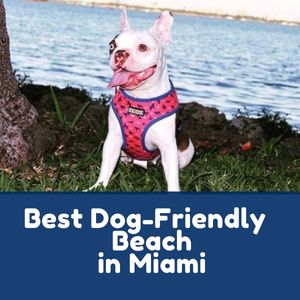 Best Dog-Friendly Beach in Miami