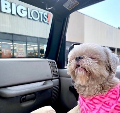 Does Big Lots Allow Dogs