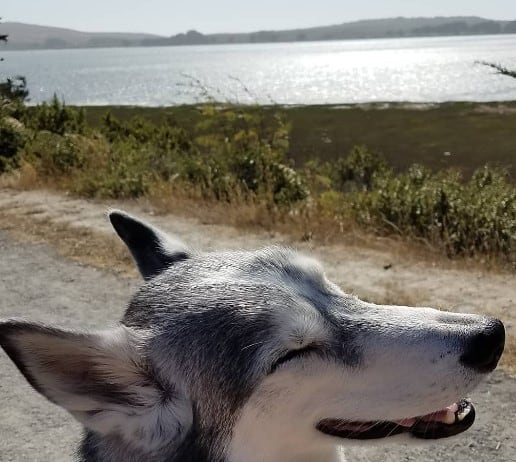 Dog-Friendly Beach Bodega Bay