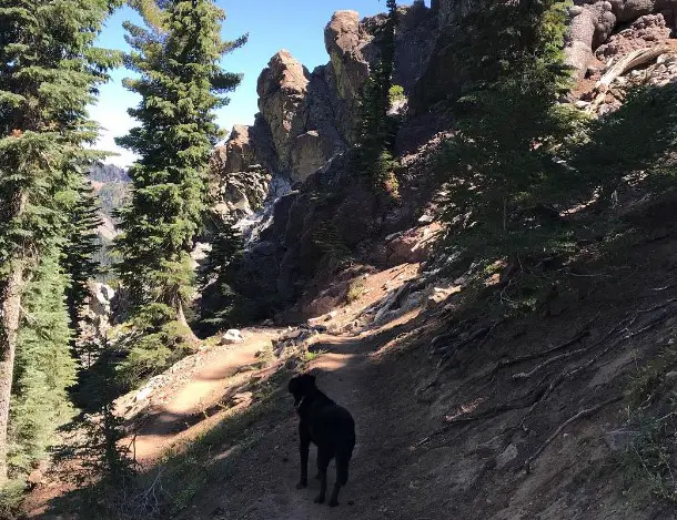 Blackwood Canyon Lake Tahoe dog friendly