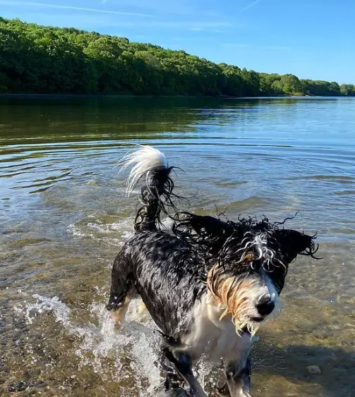 Bluff Point State Park dog friendly 2