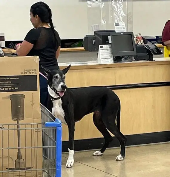 Can Walmart Ask If Your Dog Is A Service Dog