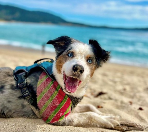 Carmel-River-State-Beach-dog-friendly