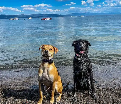 Carnelian West Beach dog friendly