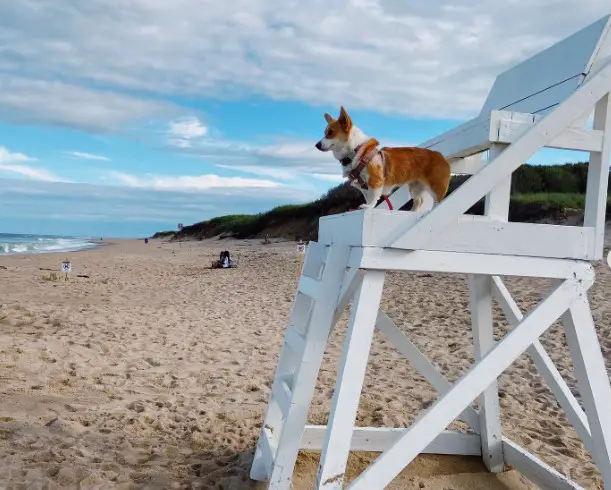 Dog-Friendly Beaches in Massachusetts