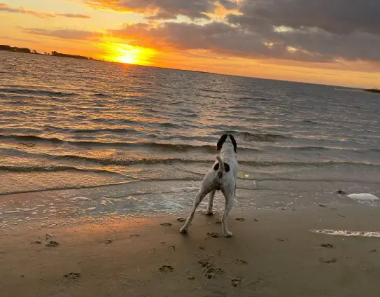Dog-Friendly Beaches in Alabama