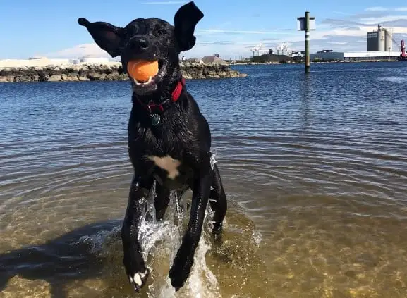 Davis Island Dog Beach