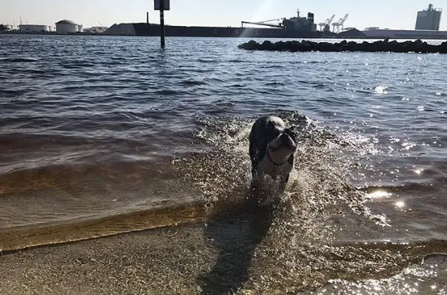 Davis Island Dog Beach 3